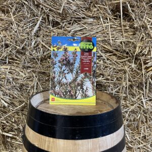 Common rosemary seeds Phyton